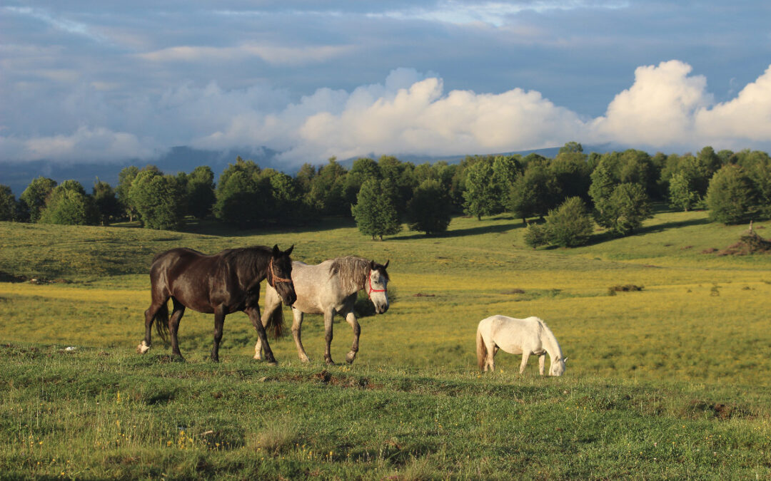Erdélyi tanulmányút – 2014 – galéria